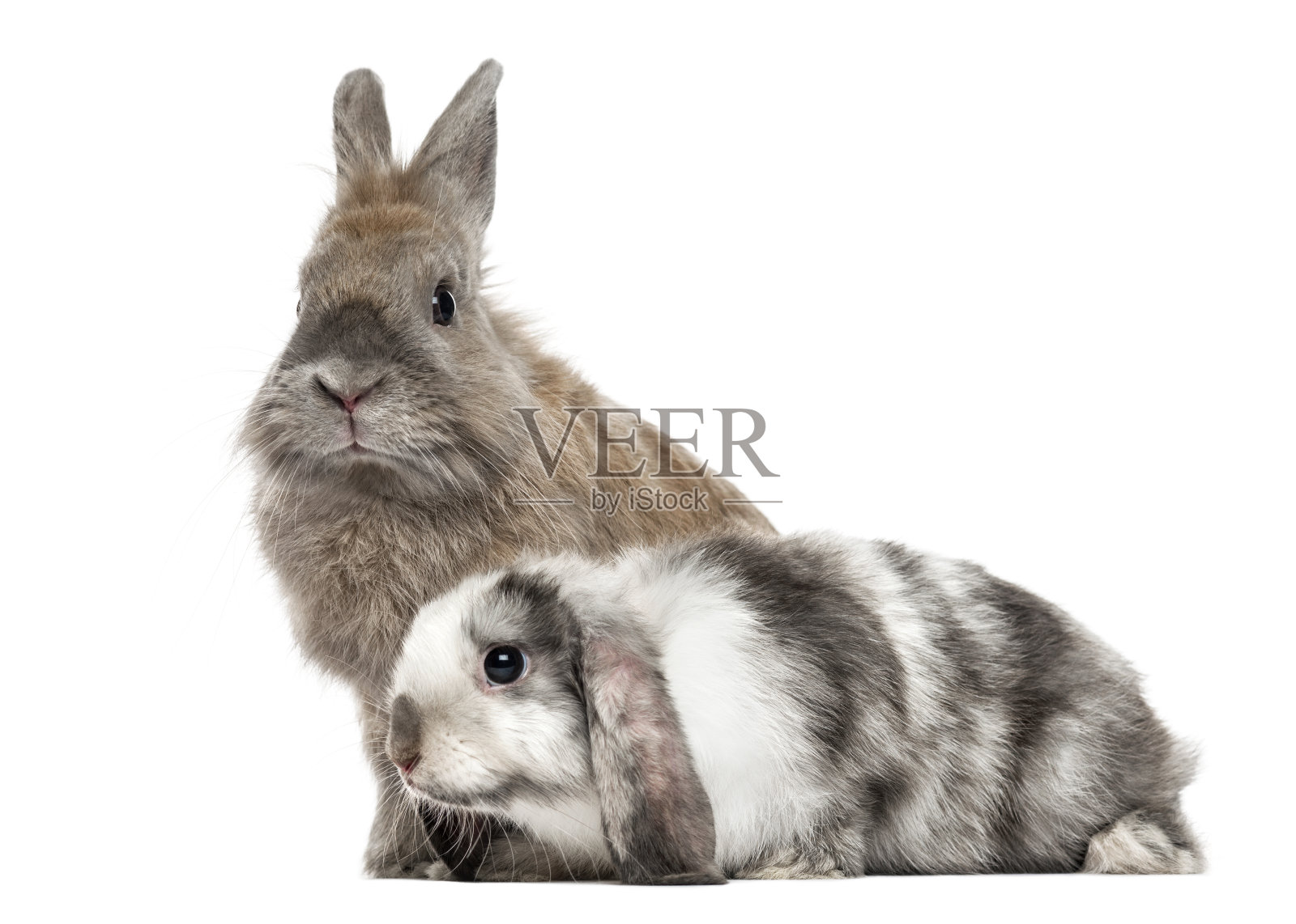 两只悲伤的兔子，孤立在白色照片摄影图片