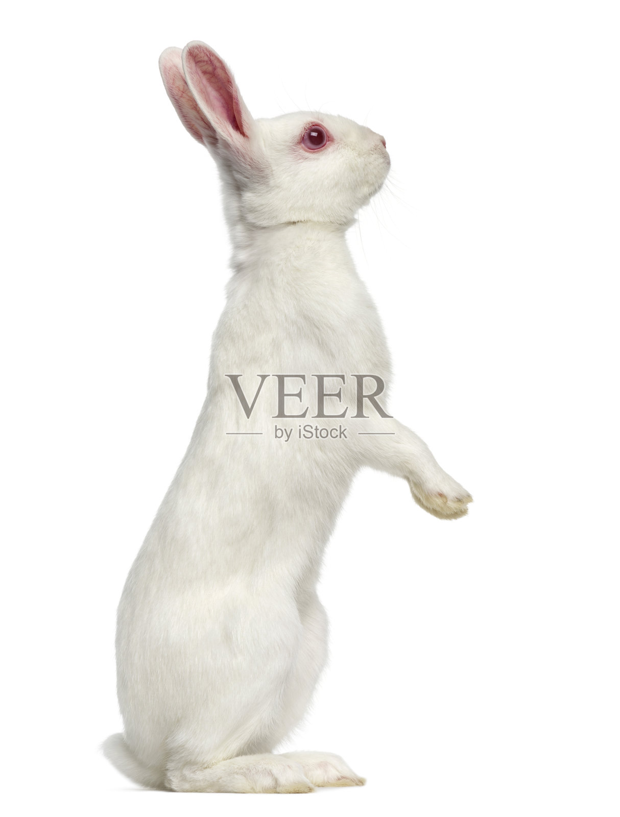 白化野兔孤立的白色照片摄影图片