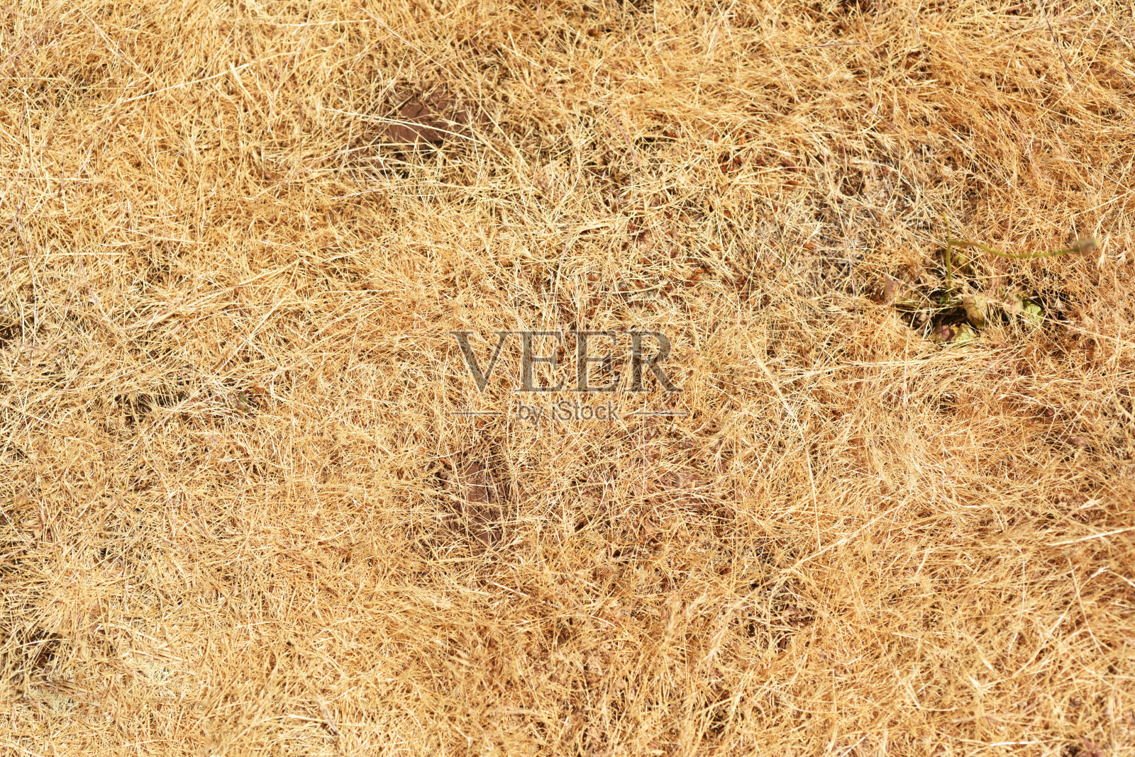 干燥草的抽象纹理。照片摄影图片