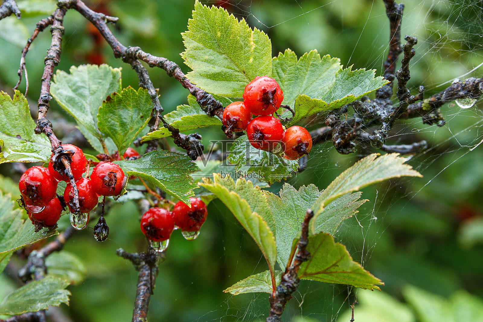雨后的森林里，红色的野山楂浆果挂在树枝上照片摄影图片