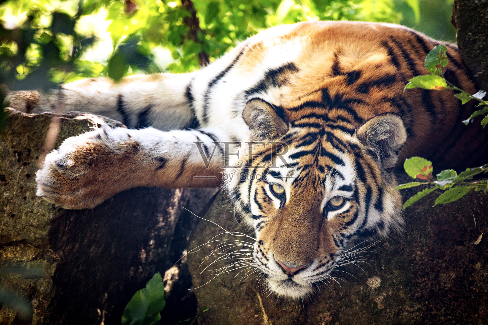 西伯利亚虎在灌木丛中休息照片摄影图片