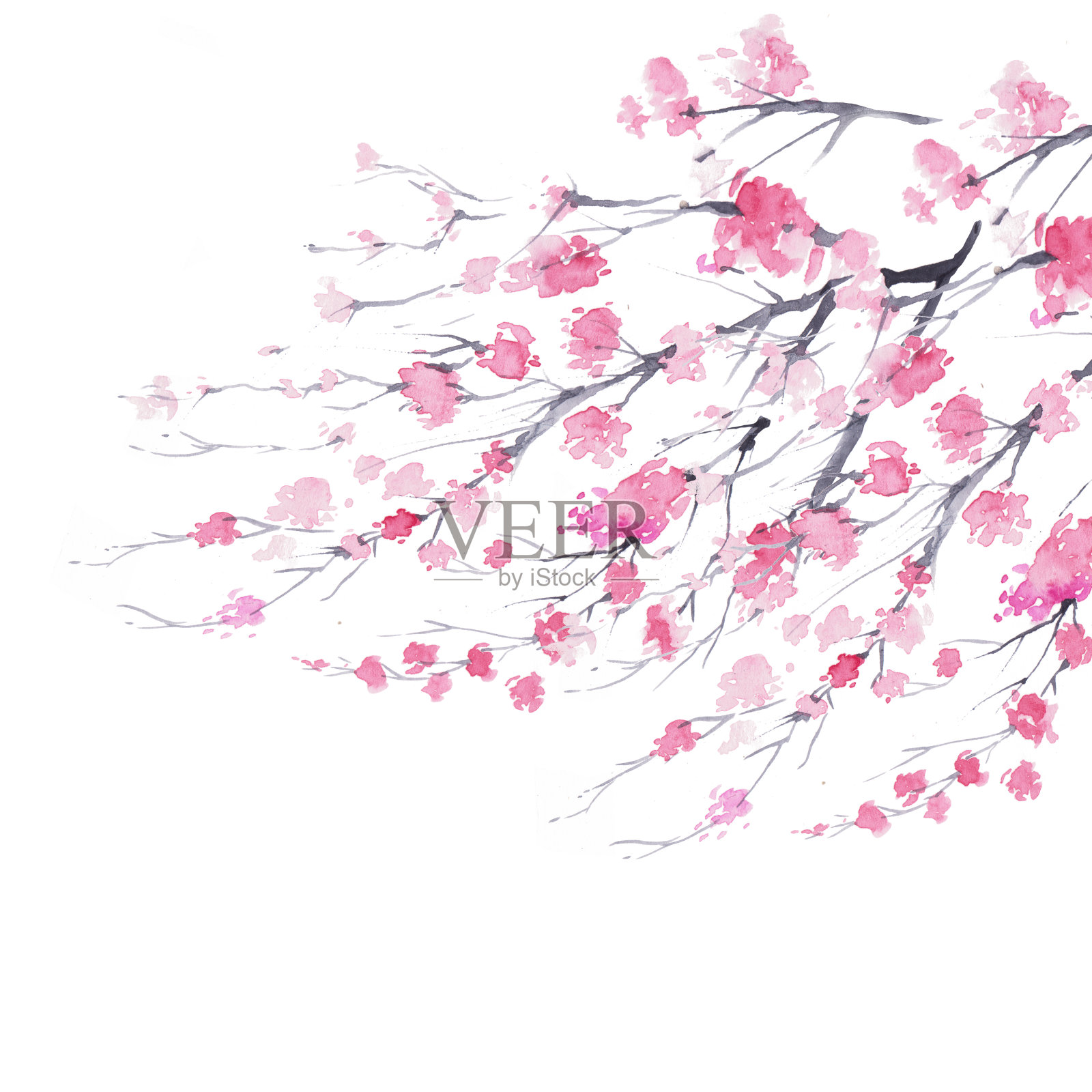 樱花枝插画图片素材