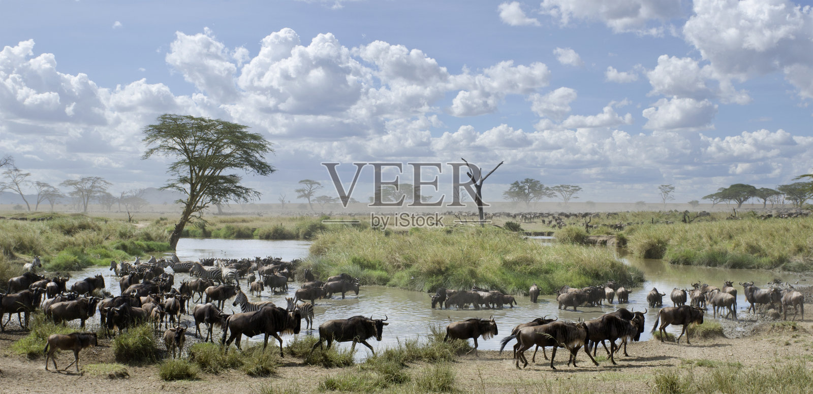非洲坦桑尼亚塞伦盖蒂国家公园里的一群角马和斑马照片摄影图片