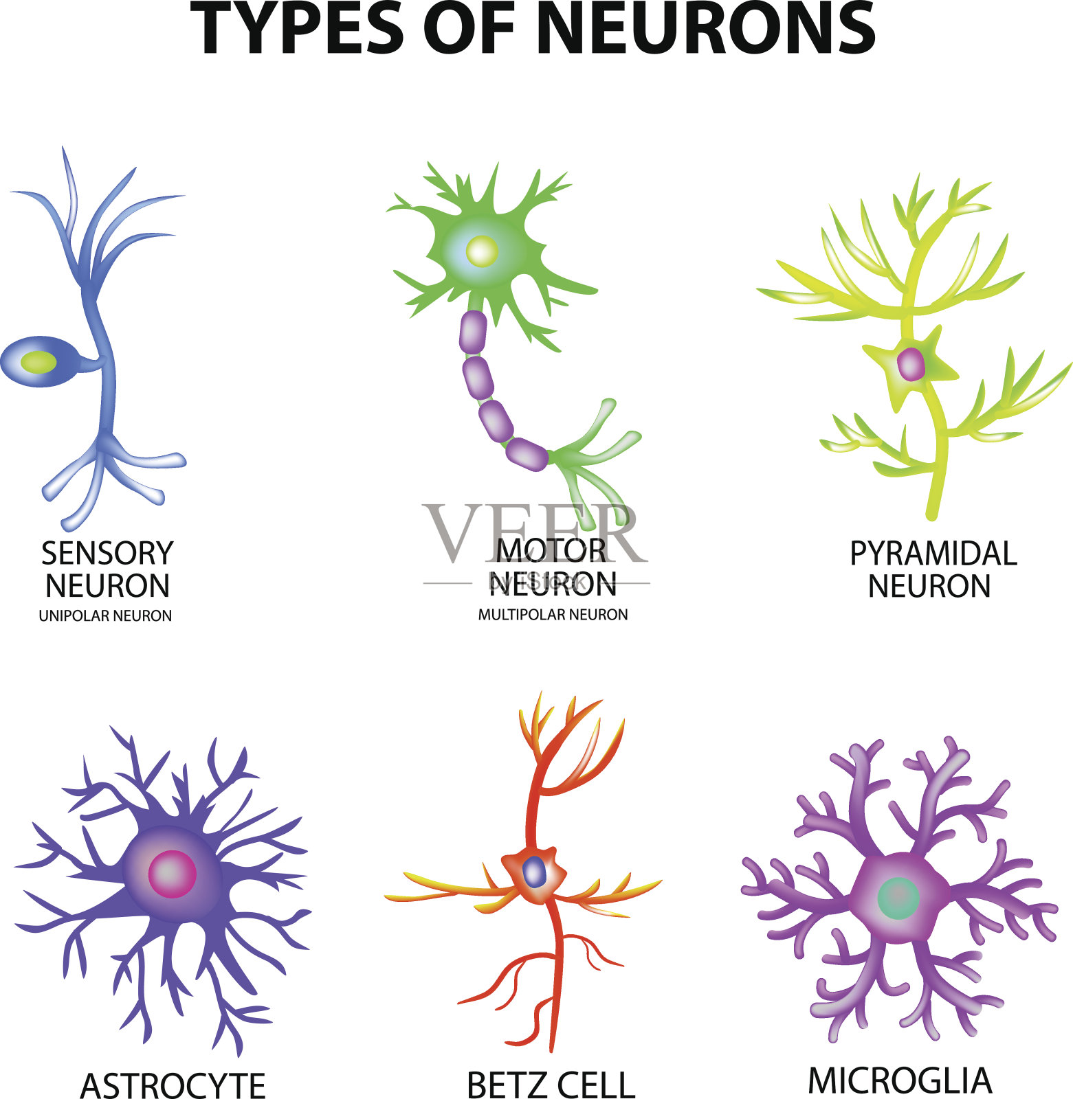 类型的神经元。结构感觉，运动神经元，星形胶质细胞，焦中核，贝茨细胞，小胶质细胞。集。信息图。矢量插图在孤立的背景插画图片素材