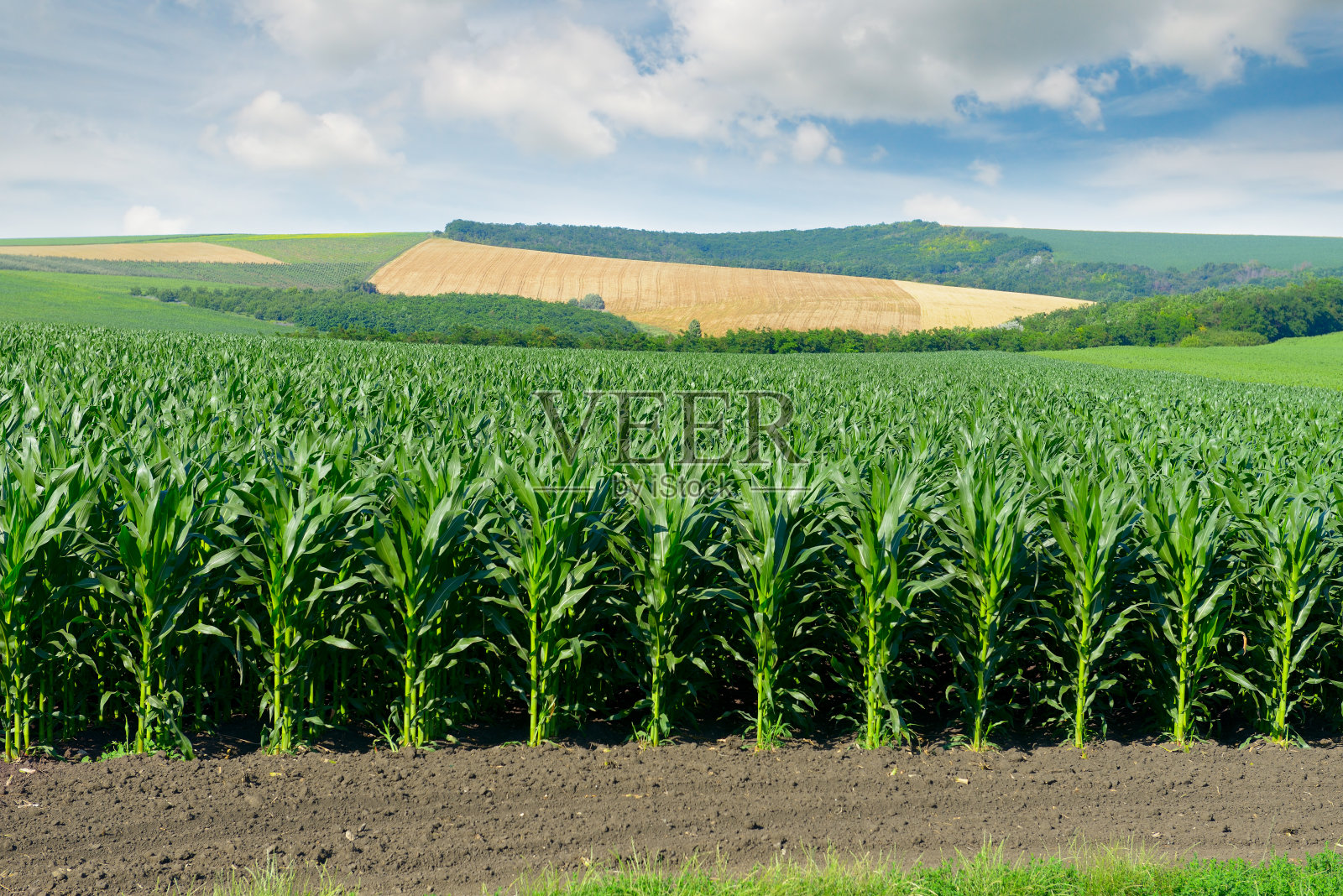 风景如画的群山中的玉米地照片摄影图片