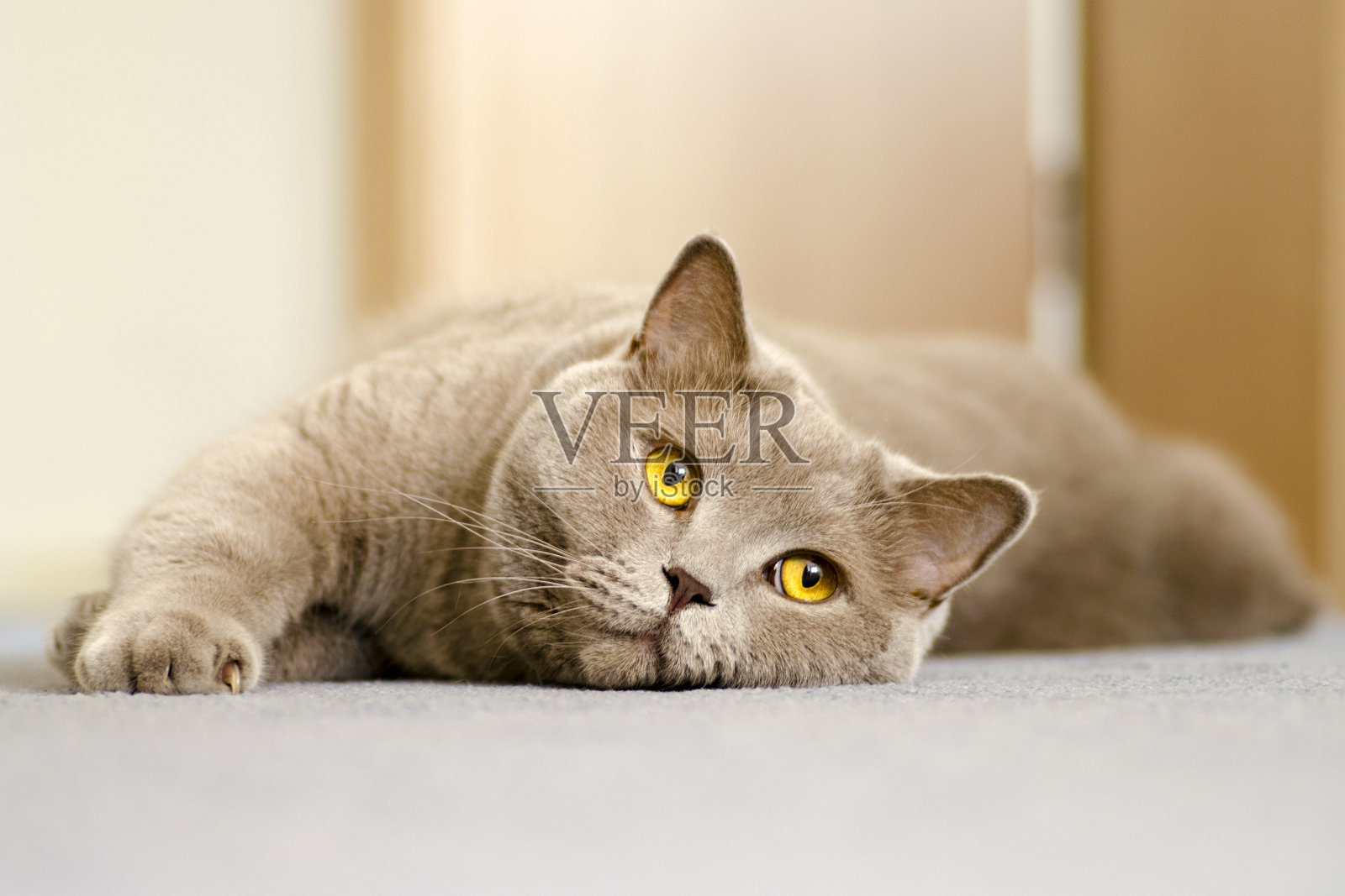 一只黄色眼睛的英国猫躺在蓝色地毯上的特写镜头照片摄影图片