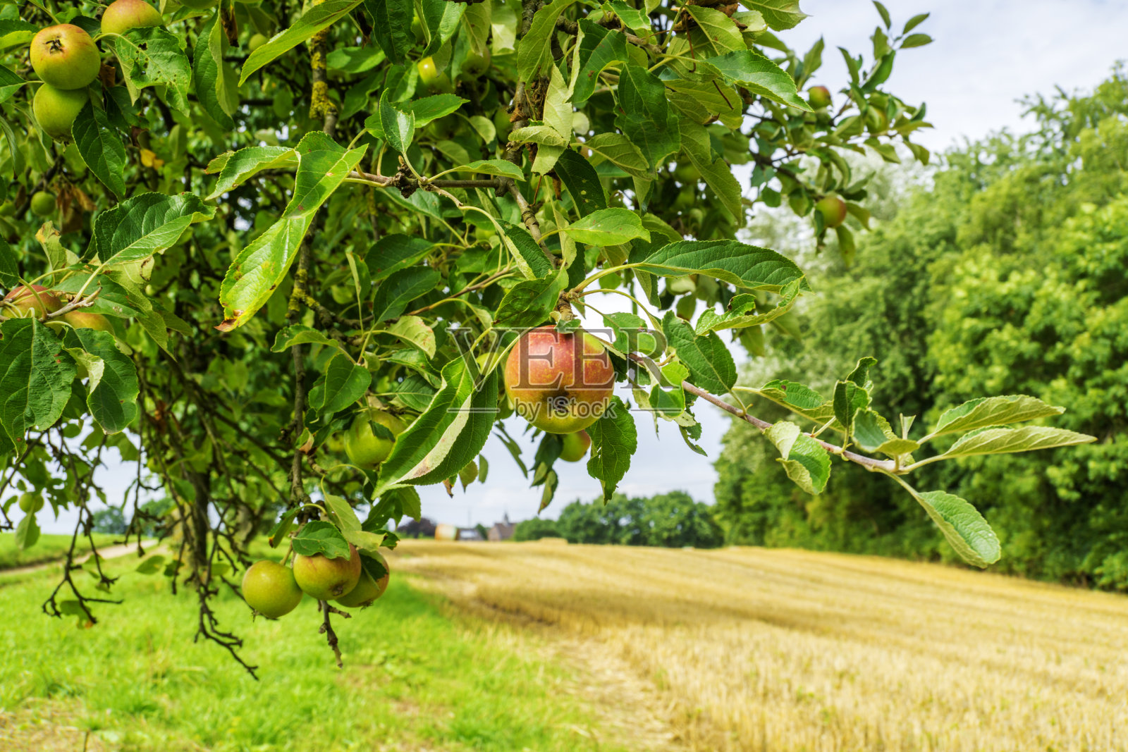 苹果树与收获的麦田照片摄影图片