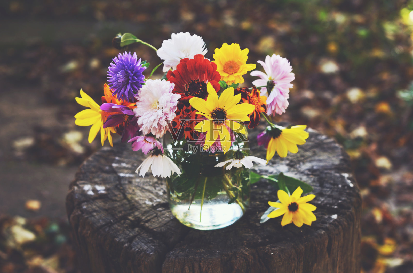 一束五颜六色的秋花放在玻璃罐里照片摄影图片