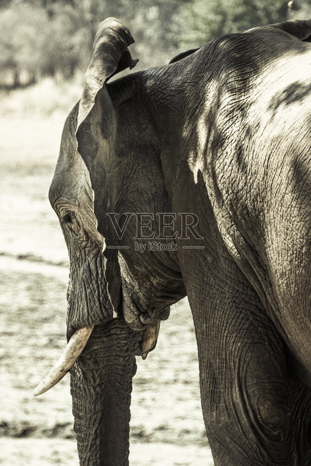 非洲象特写照片摄影图片