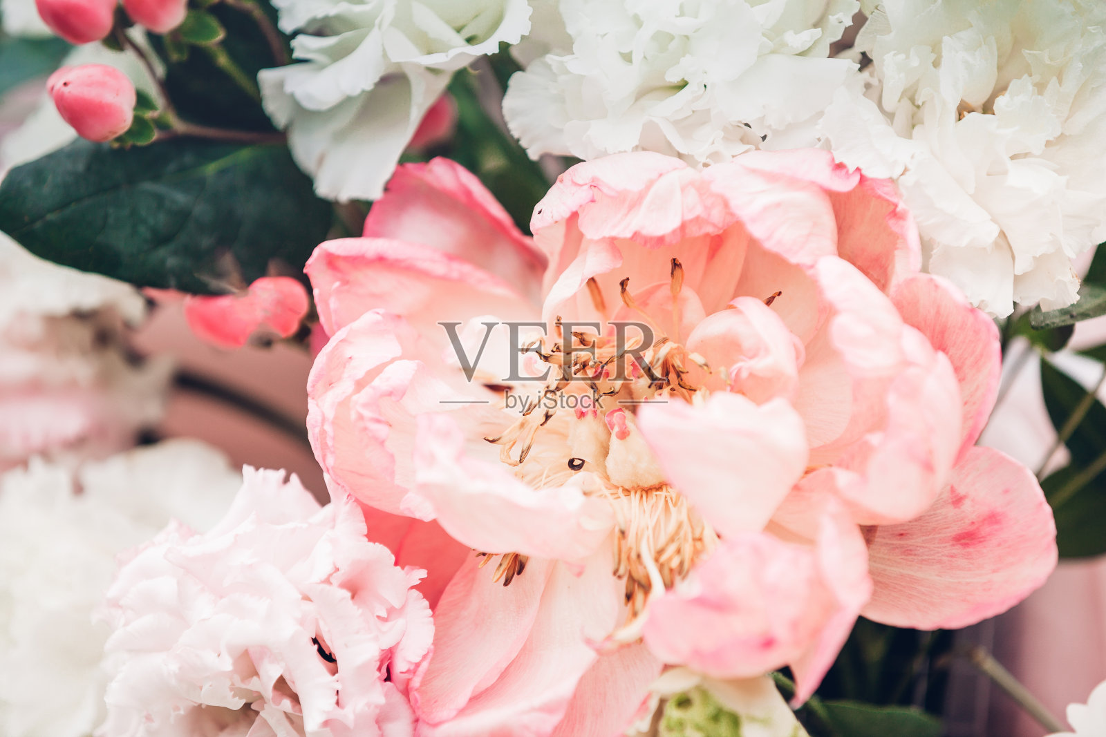 美丽鲜艳的粉红色牡丹花束照片摄影图片