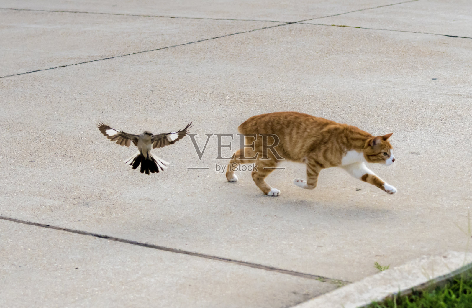 模仿鸟多语Mimus VS猫照片摄影图片