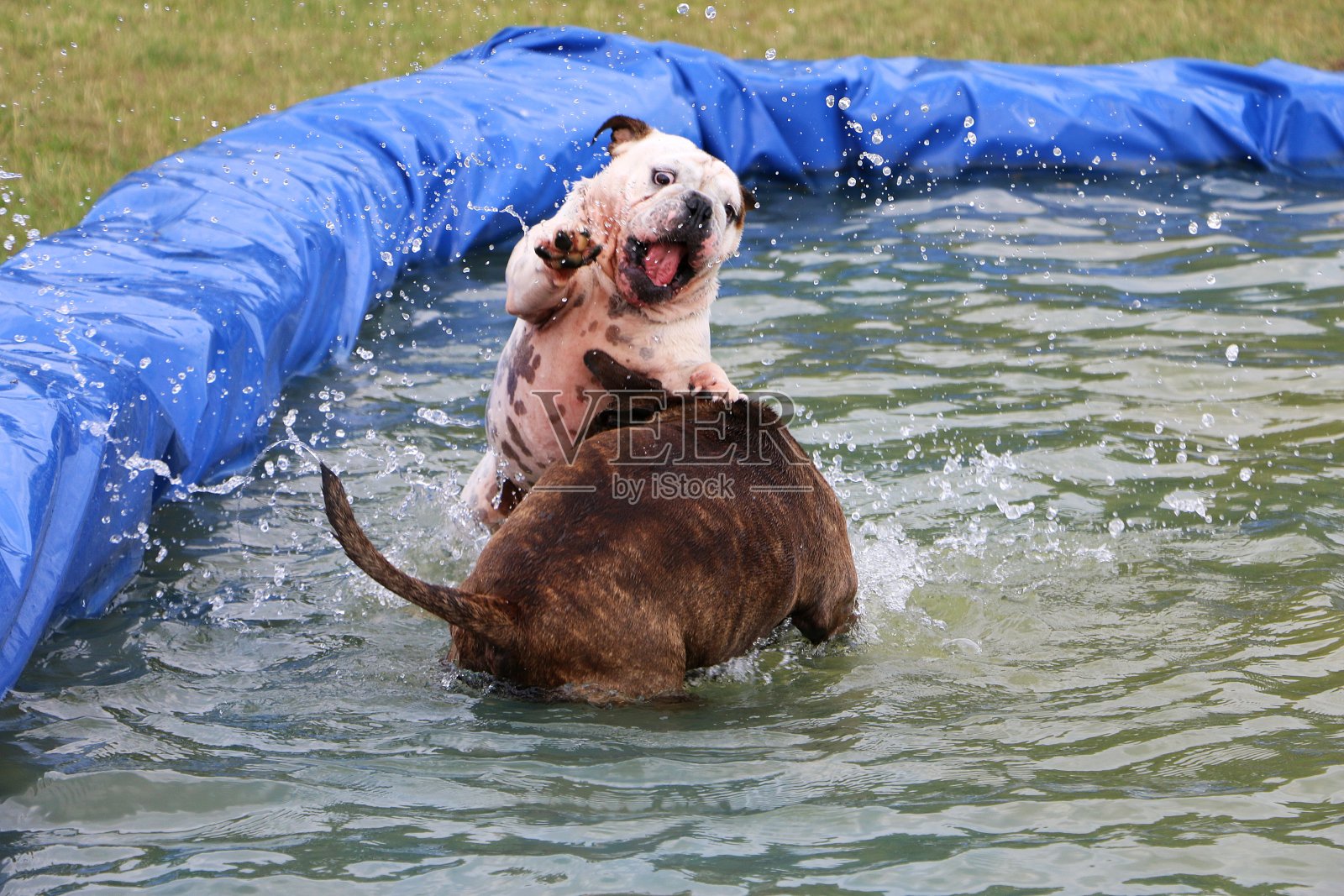 Bulldoggen泳池派对照片摄影图片