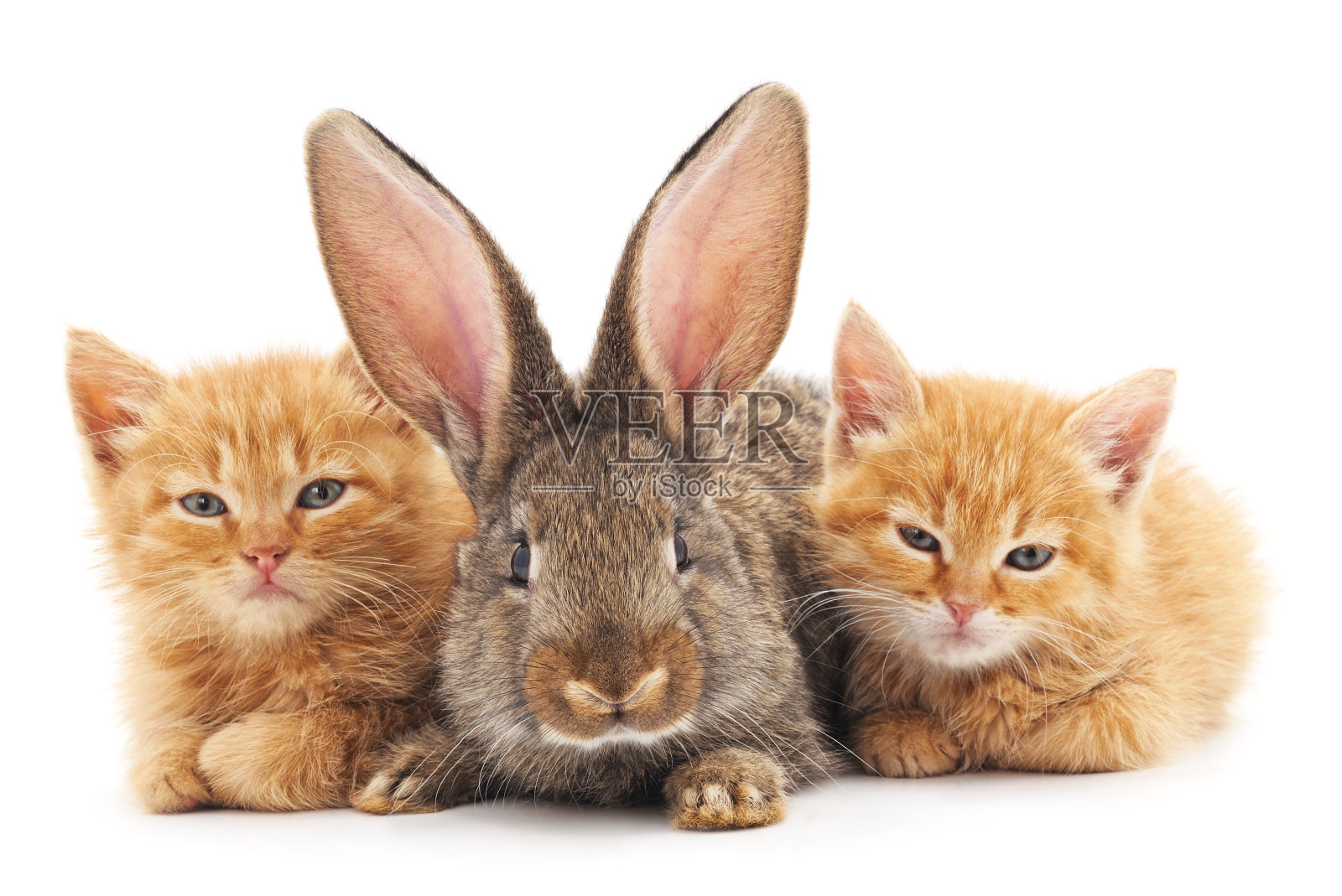红色的小猫和兔子。照片摄影图片