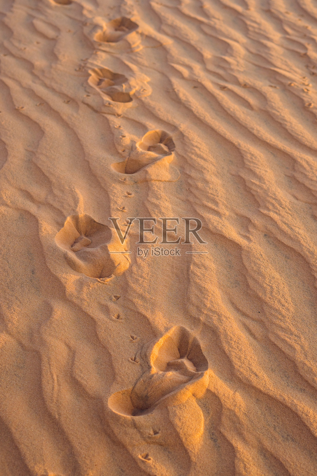 日出时红色沙漠的沙滩上的脚印照片摄影图片
