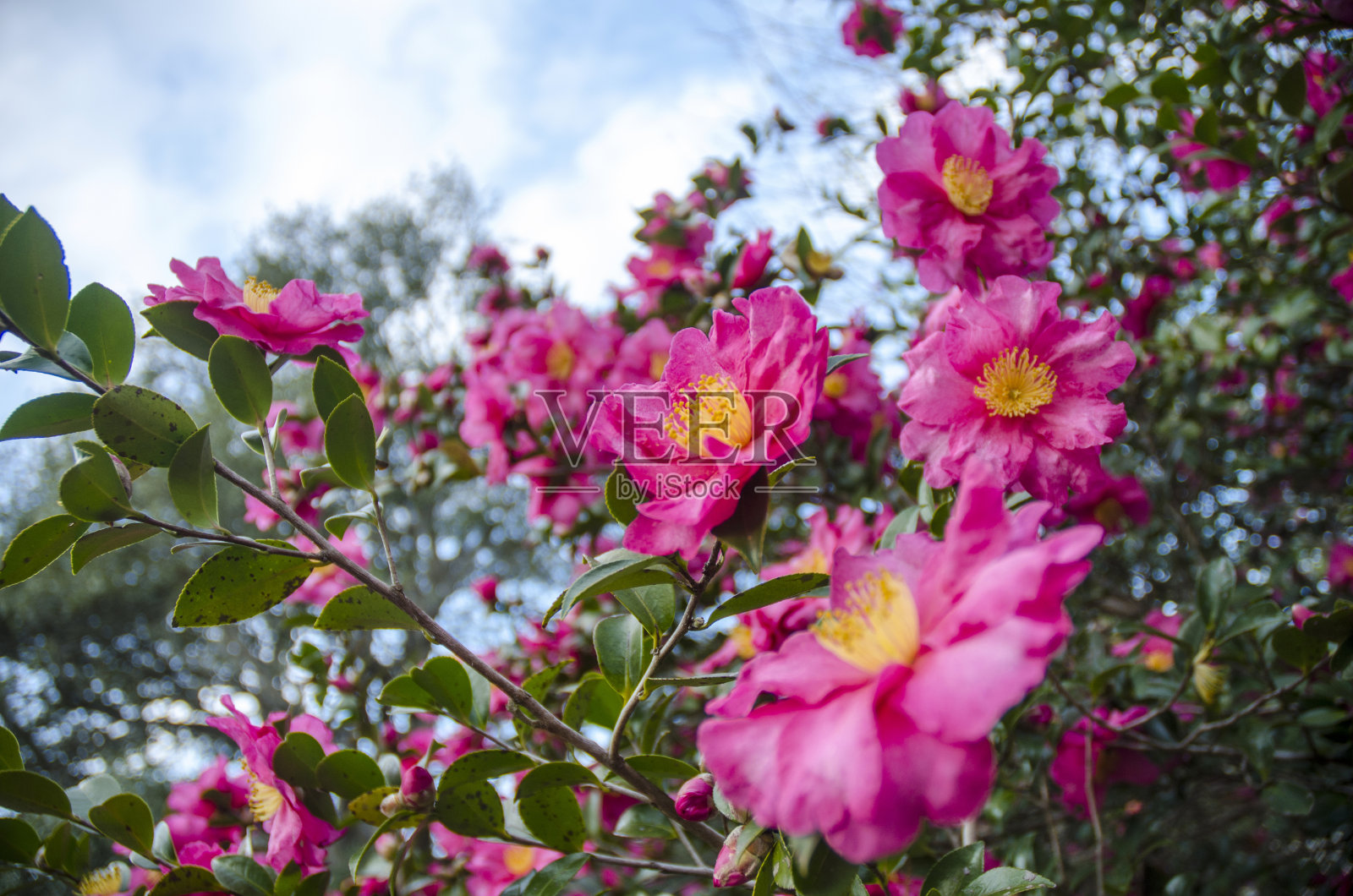 茶花树与粉红色的花盛开照片摄影图片