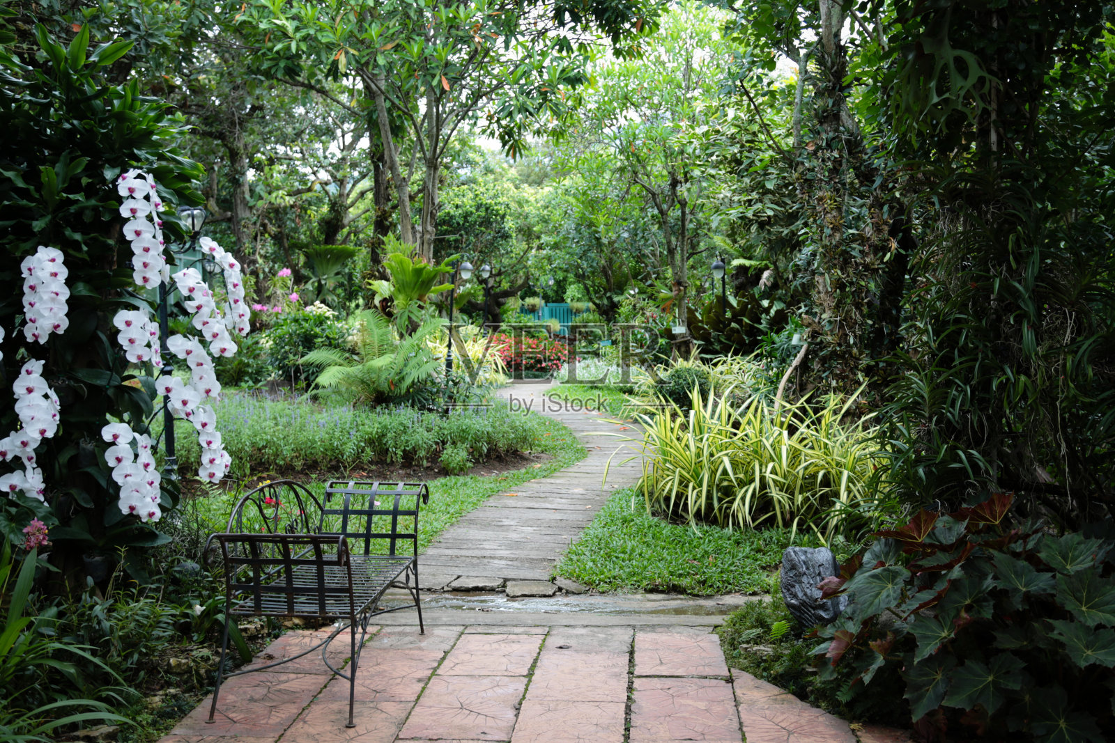 花园装饰成热带丛林风格，让人放松。照片摄影图片