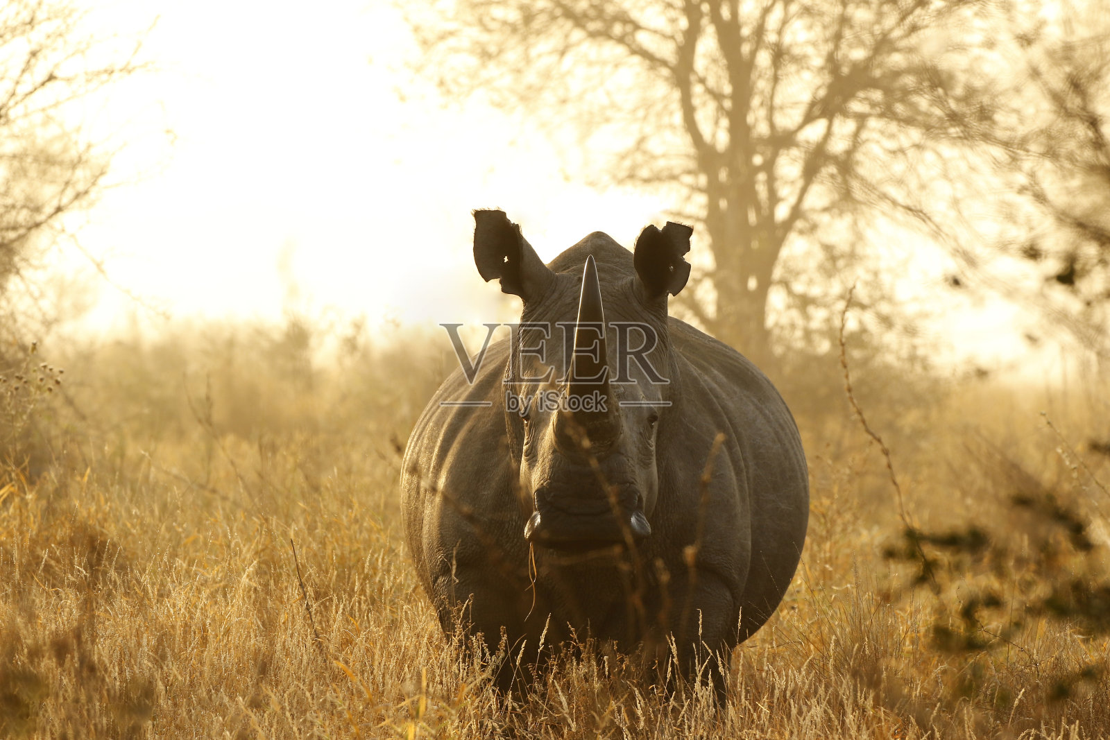 犀牛白非洲低地野生动物狩猎狩猎驱使克鲁格草原自然照片摄影图片