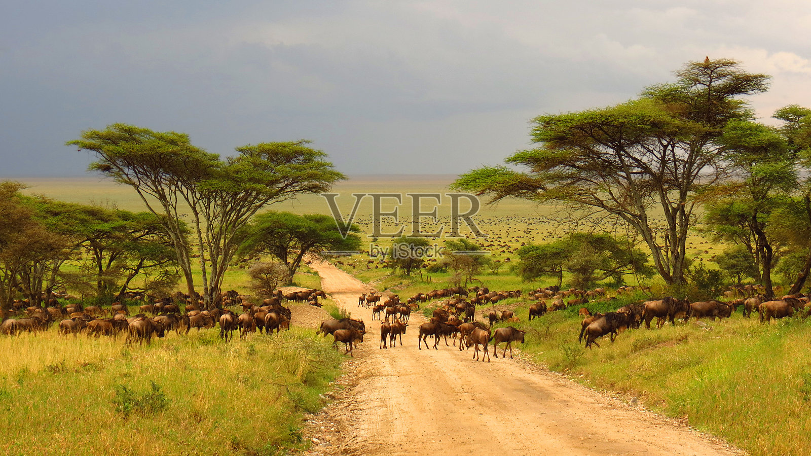 塞伦盖蒂平原坦桑尼亚非洲角马迁徙动物野生动物野生动物园树木道路草照片摄影图片
