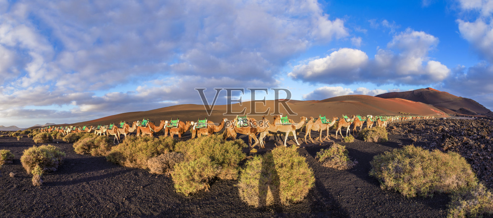 兰萨罗特提曼法亚国家公园的骆驼照片摄影图片