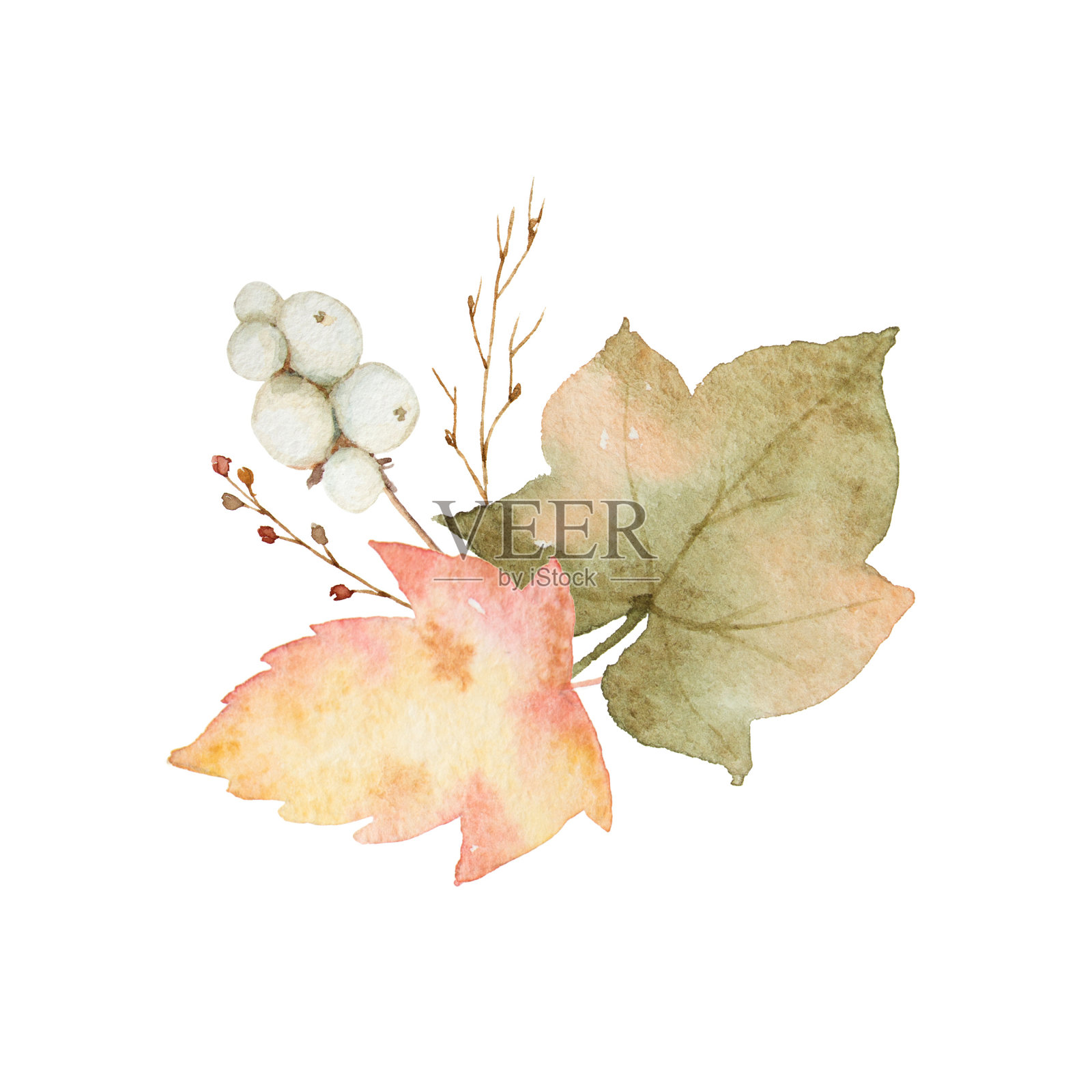 水彩花束的叶子和树枝孤立在白色的背景。插画图片素材