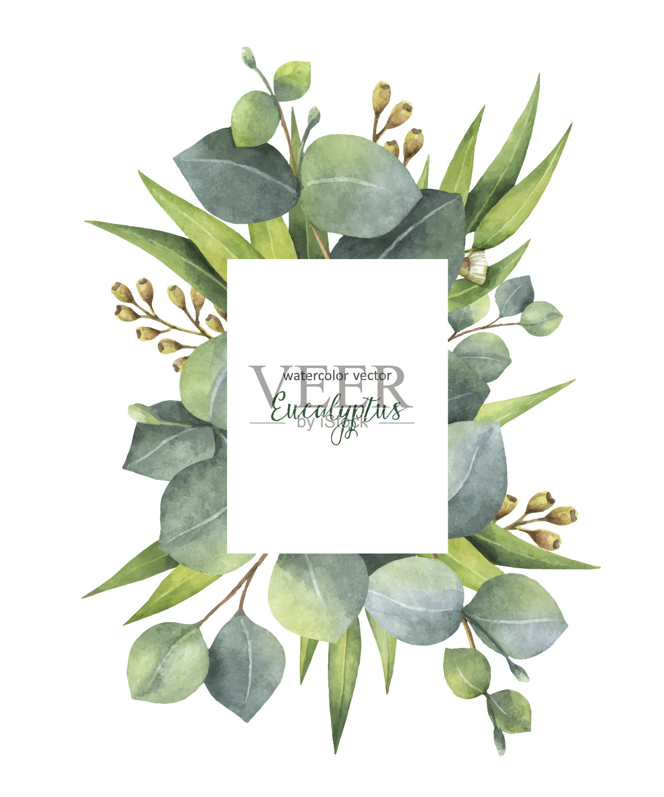 水彩向量绿色花卡与桉树叶和树枝孤立在白色的背景。设计元素图片