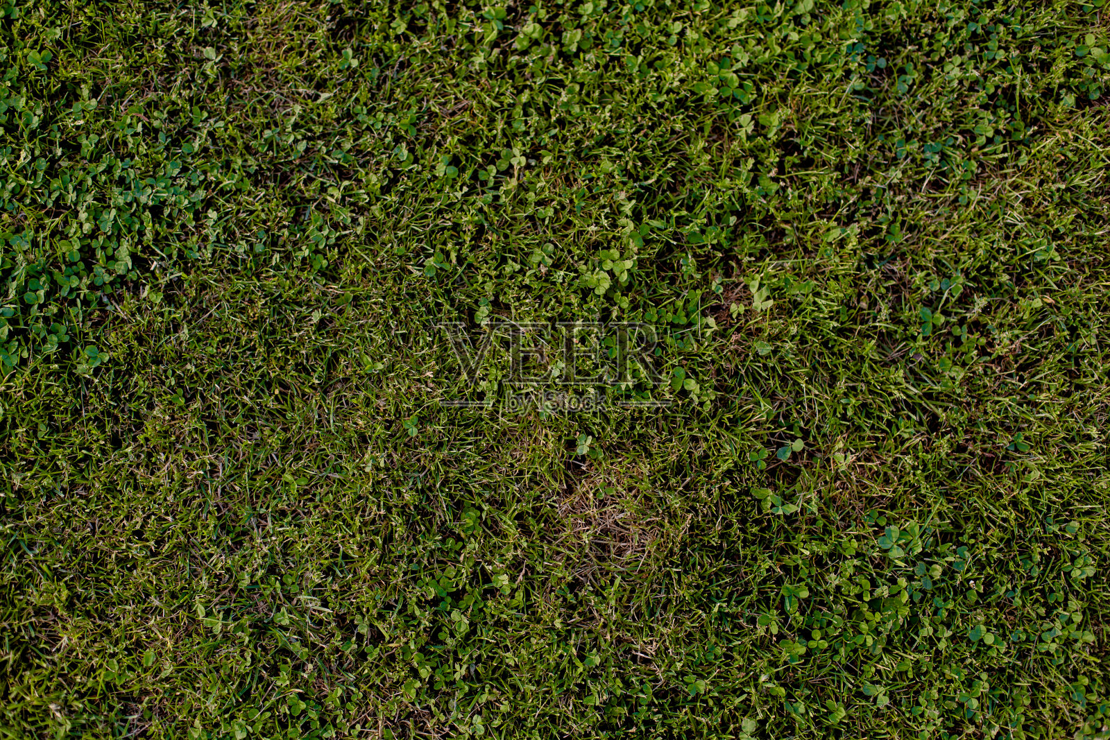 绿草自然背景照片摄影图片