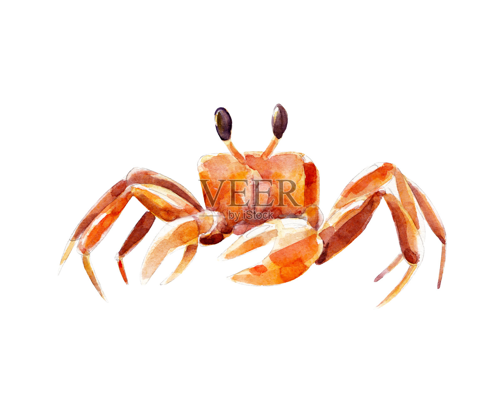 水彩插图，手绘螃蟹孤立的对象在白色的背景。插画图片素材