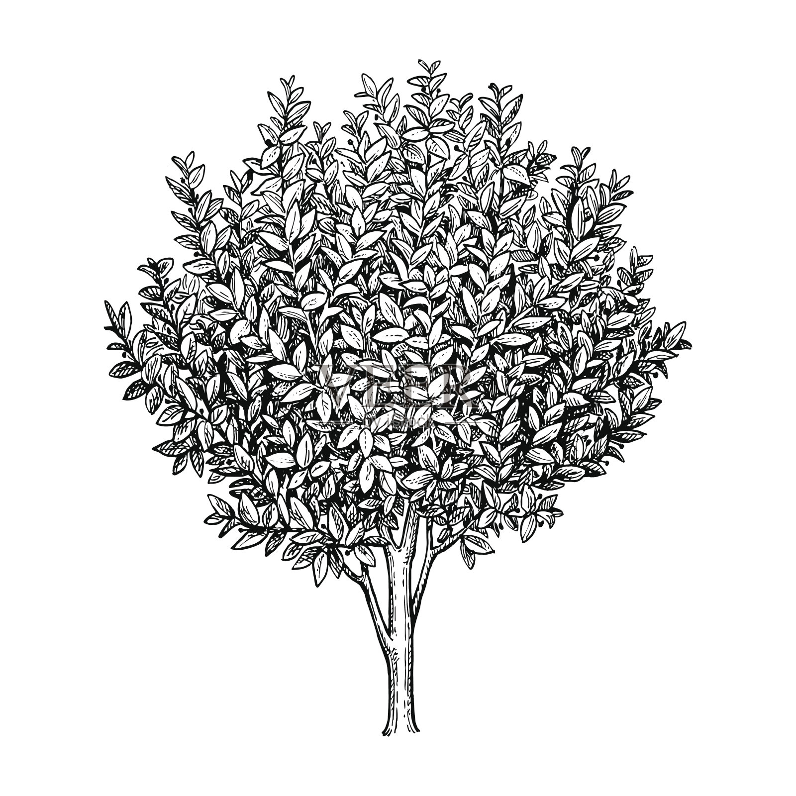 月桂树。设计元素图片