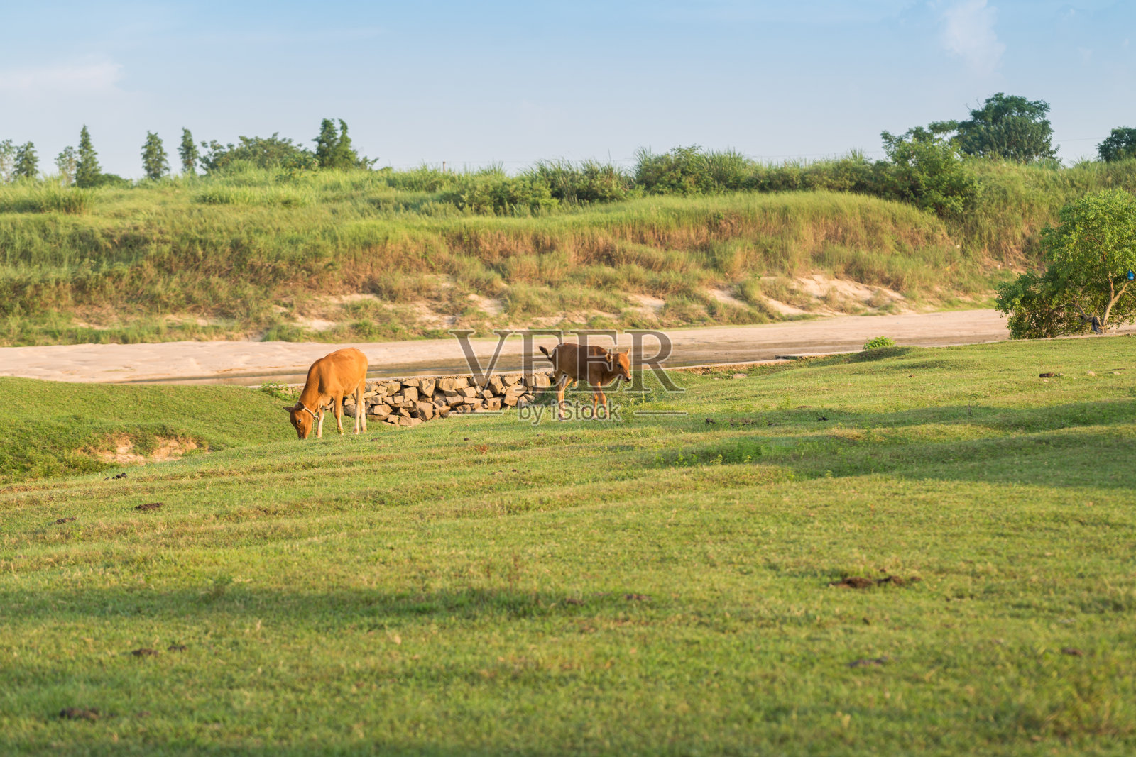 牛群在草地上吃草照片摄影图片
