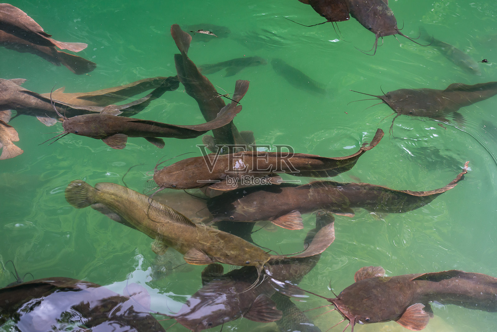 天然池塘里的野生鲶鱼照片摄影图片
