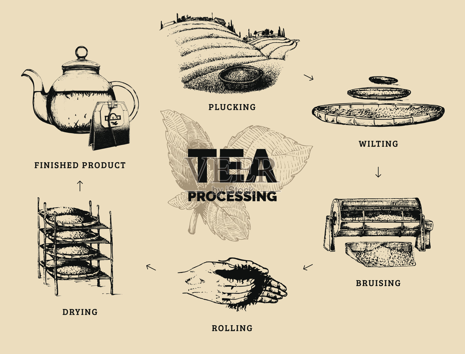 矢量信息图与插图的茶叶加工。原汁原味茶叶制作手绘图插画图片素材