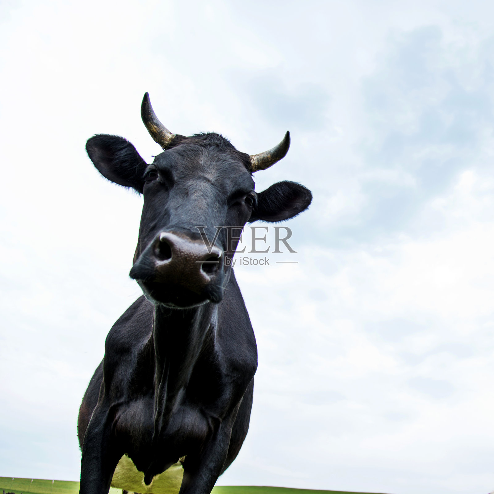 牧场上的奶牛特写照片摄影图片