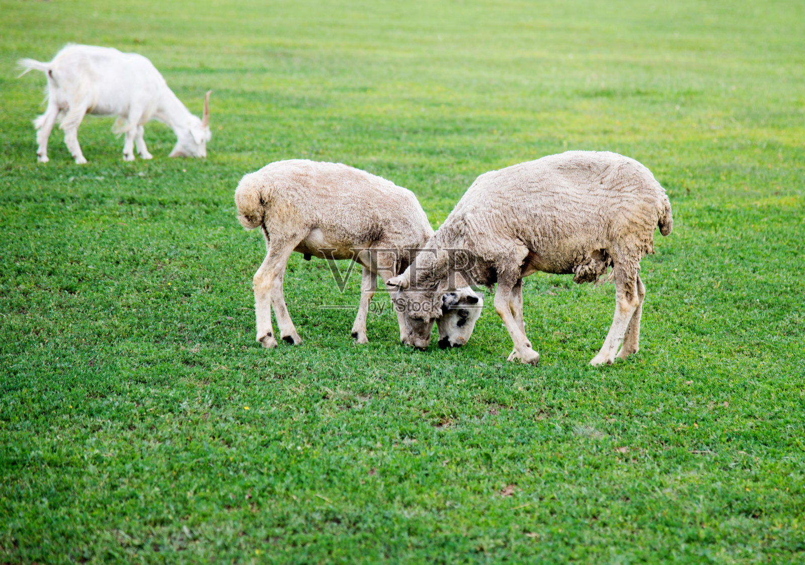 绿色草地上的羊群照片摄影图片