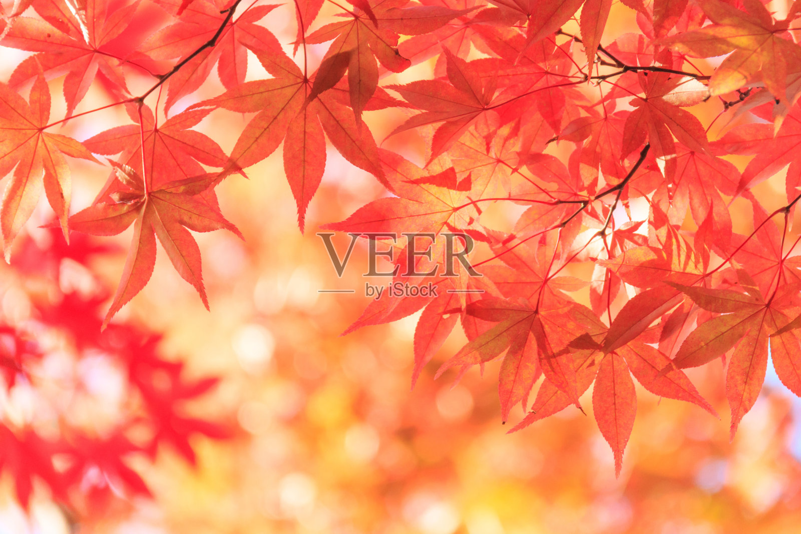 秋天红红的枫叶背景照片摄影图片