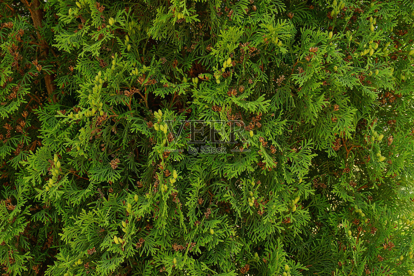 绿色自然背景的小针叶树的树枝和球果照片摄影图片
