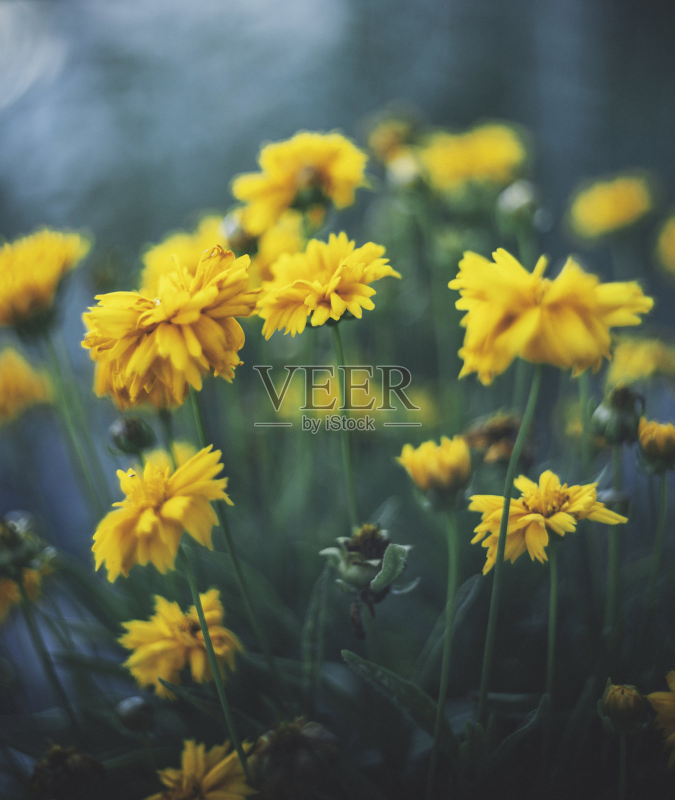 黑暗的本质。黄昏时鲜艳的黄花。花浸照片摄影图片