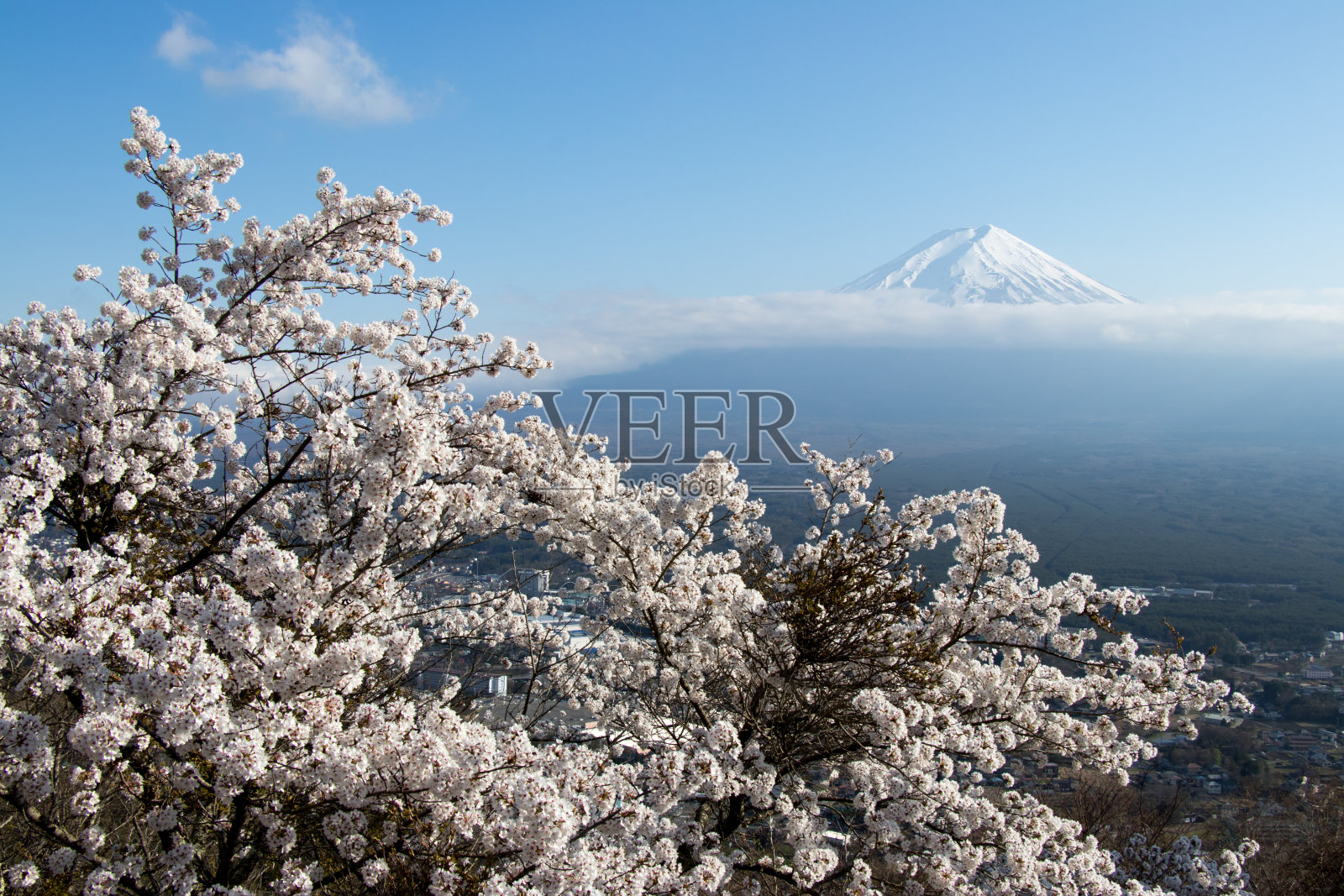 以日本富士山为背景，以樱花为前景照片摄影图片