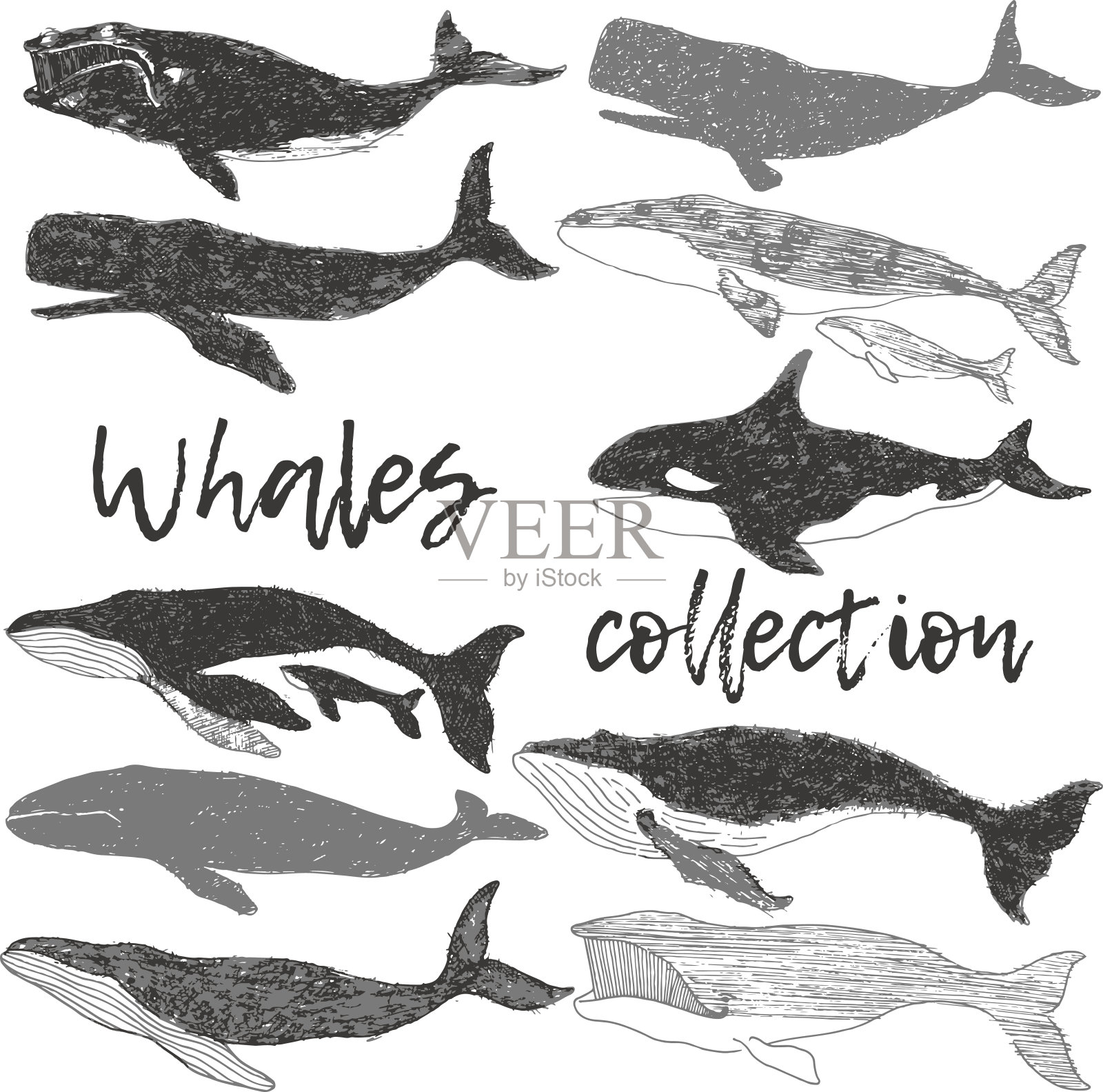 鲸鱼野生海洋动物收集手绘艺术插图集设计元素图片