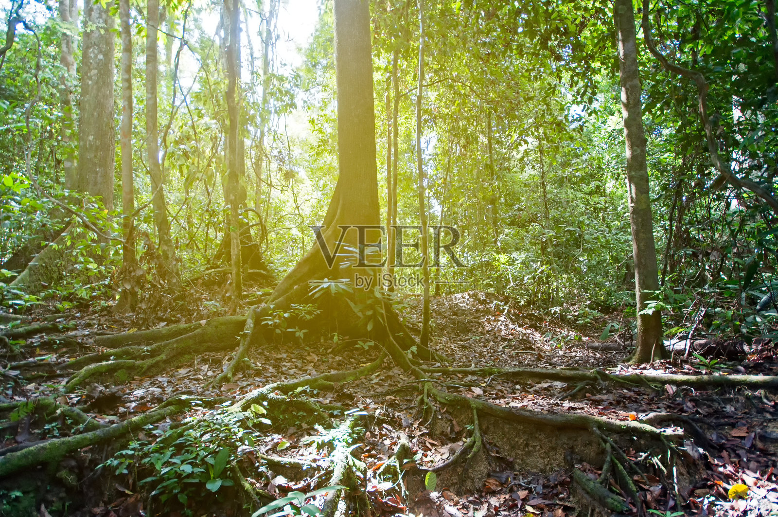 马来西亚沙巴婆罗洲的热带雨林照片摄影图片