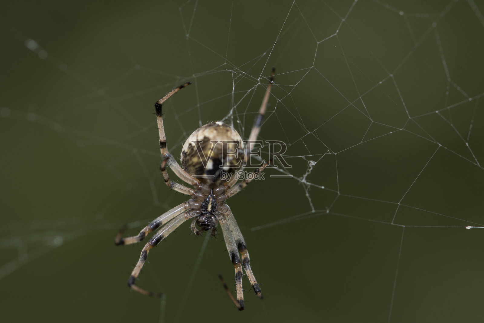 蜘蛛网上照片摄影图片
