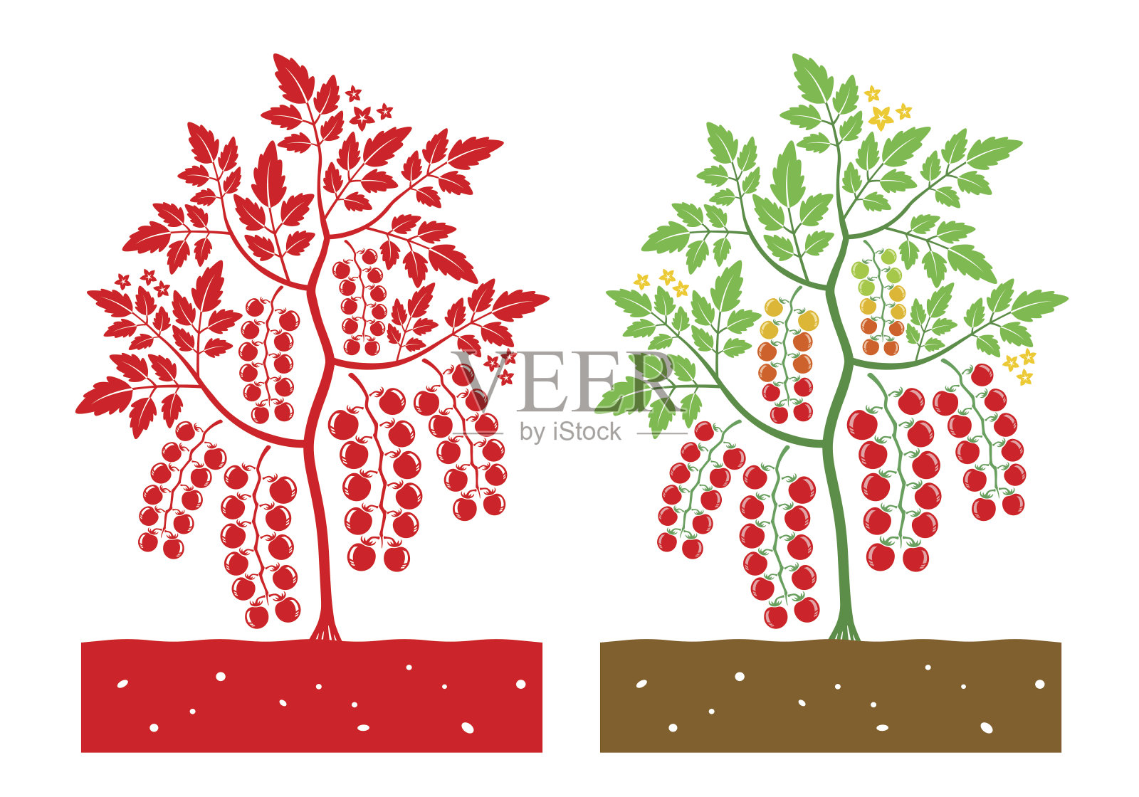 樱桃番茄植物载体插画图片素材
