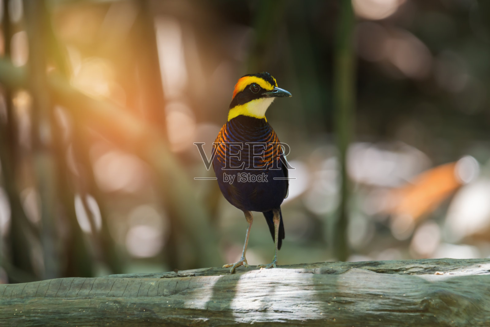 一只栩栩如生的皮塔鸟站在森林深处的原木上，以自然的散景为背景。照片摄影图片