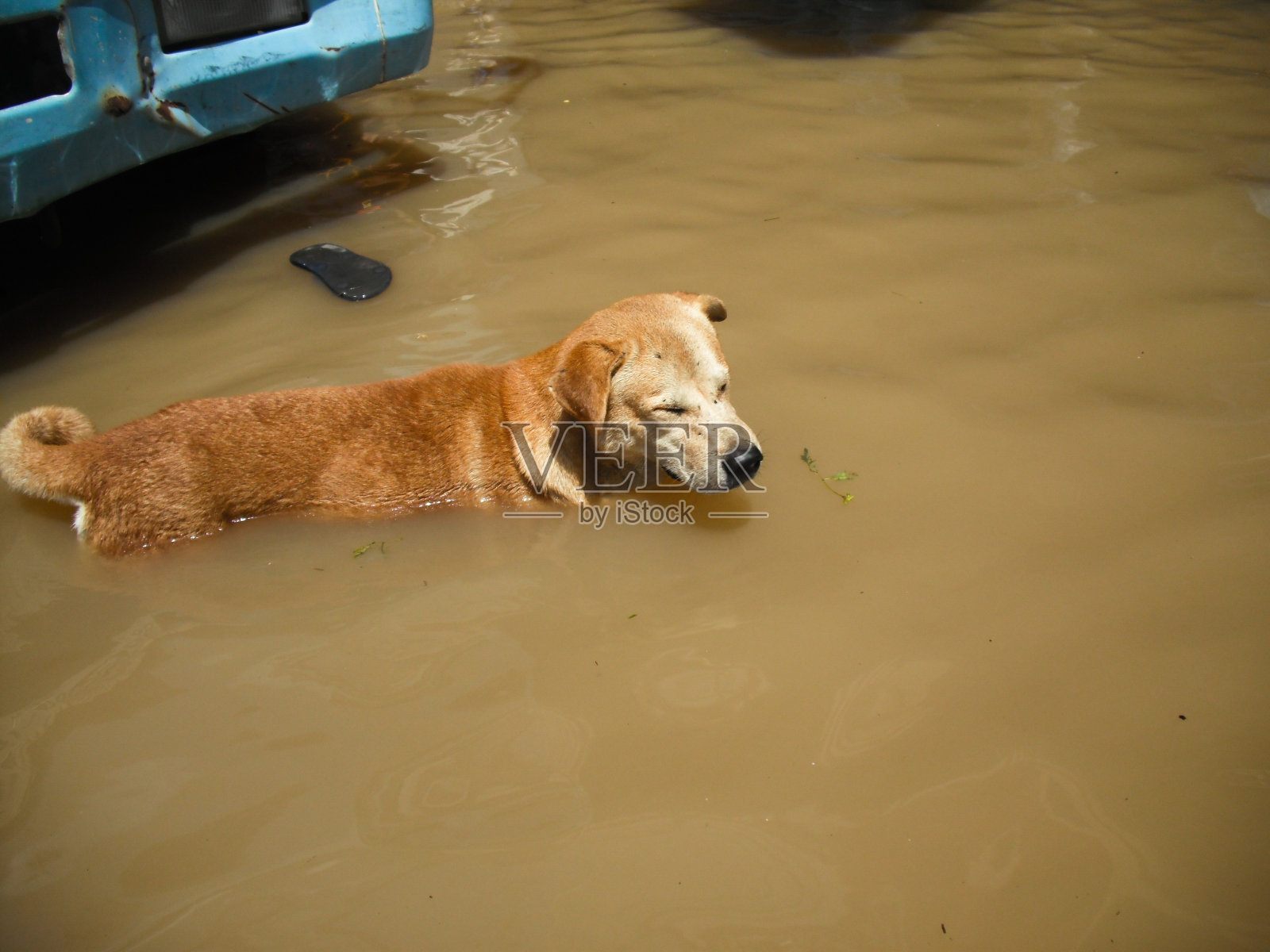 狗在洪水中失去了主人照片摄影图片