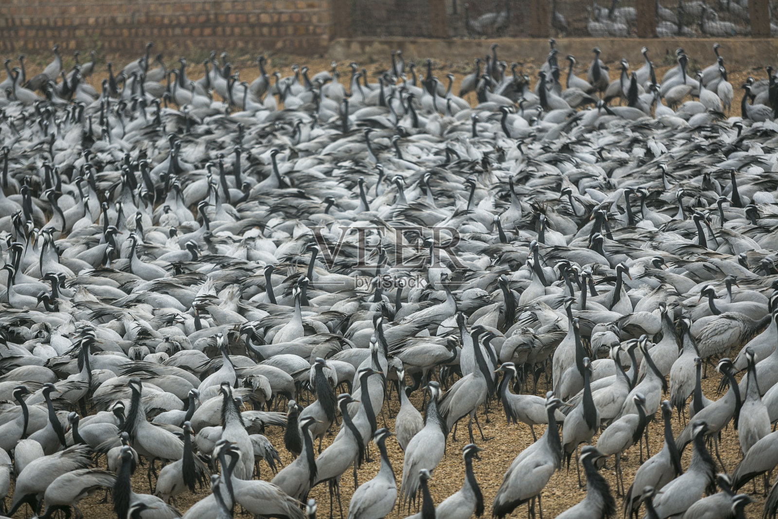 蓑羽鹤群，印度照片摄影图片