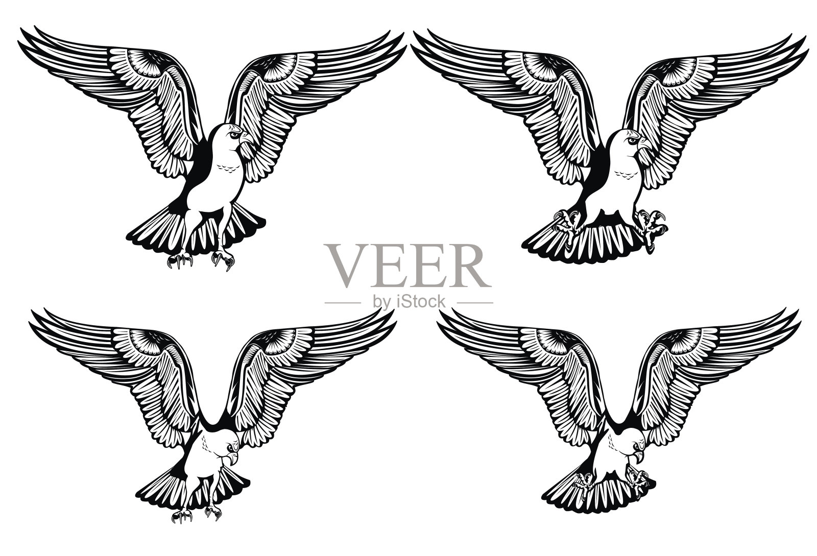 您的打印设计和互联网上的鹰的爪子和头的不同安排的图像。矢量插图。设计元素图片