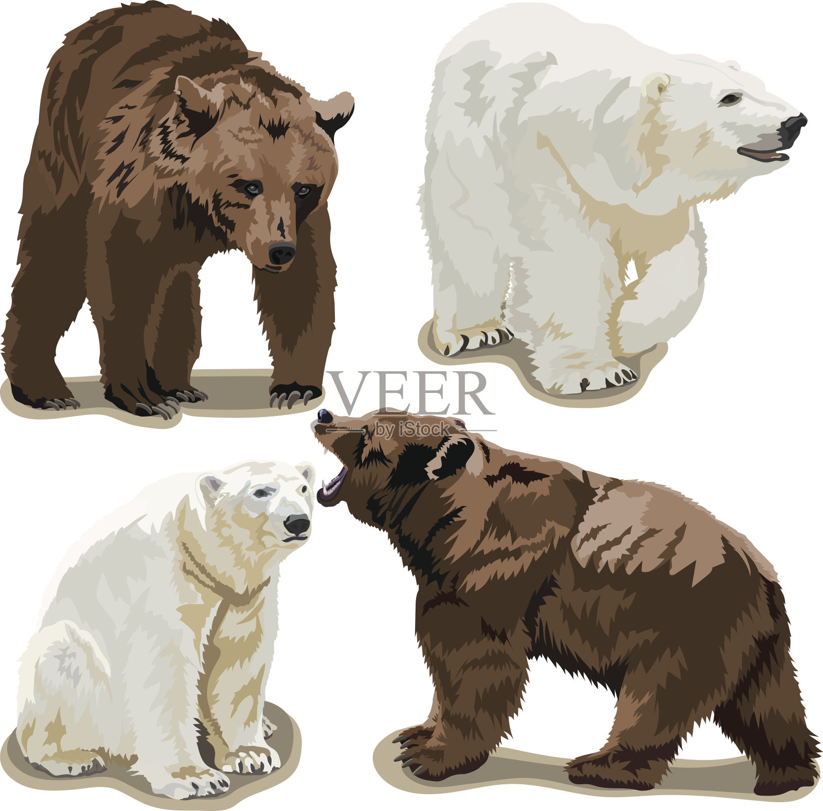 北极熊和棕熊插画图片素材