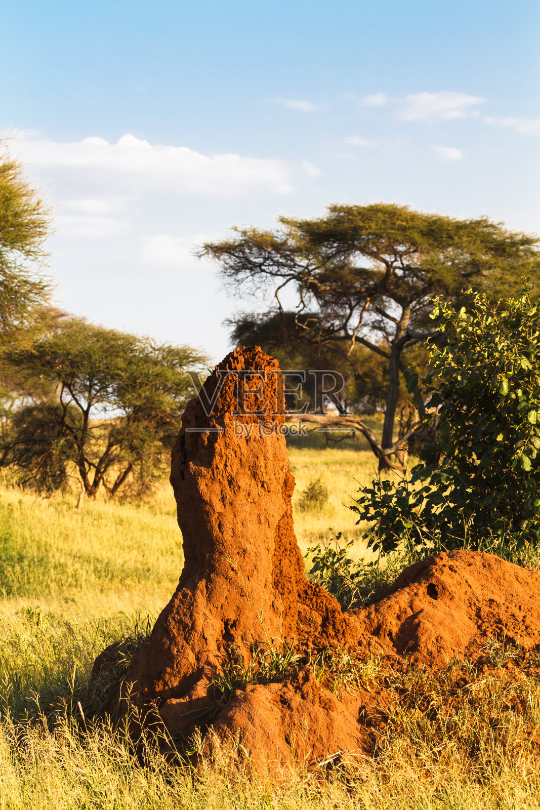 大草原上孤独的白蚁巢。非洲坦桑尼亚照片摄影图片