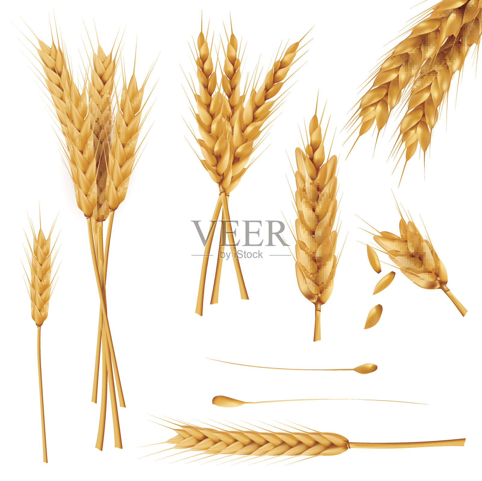 小麦穗和种子真实载体收集插画图片素材