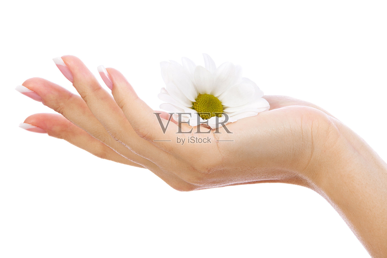 女人的手和白色的洋甘菊花，孤立在白色背景上照片摄影图片