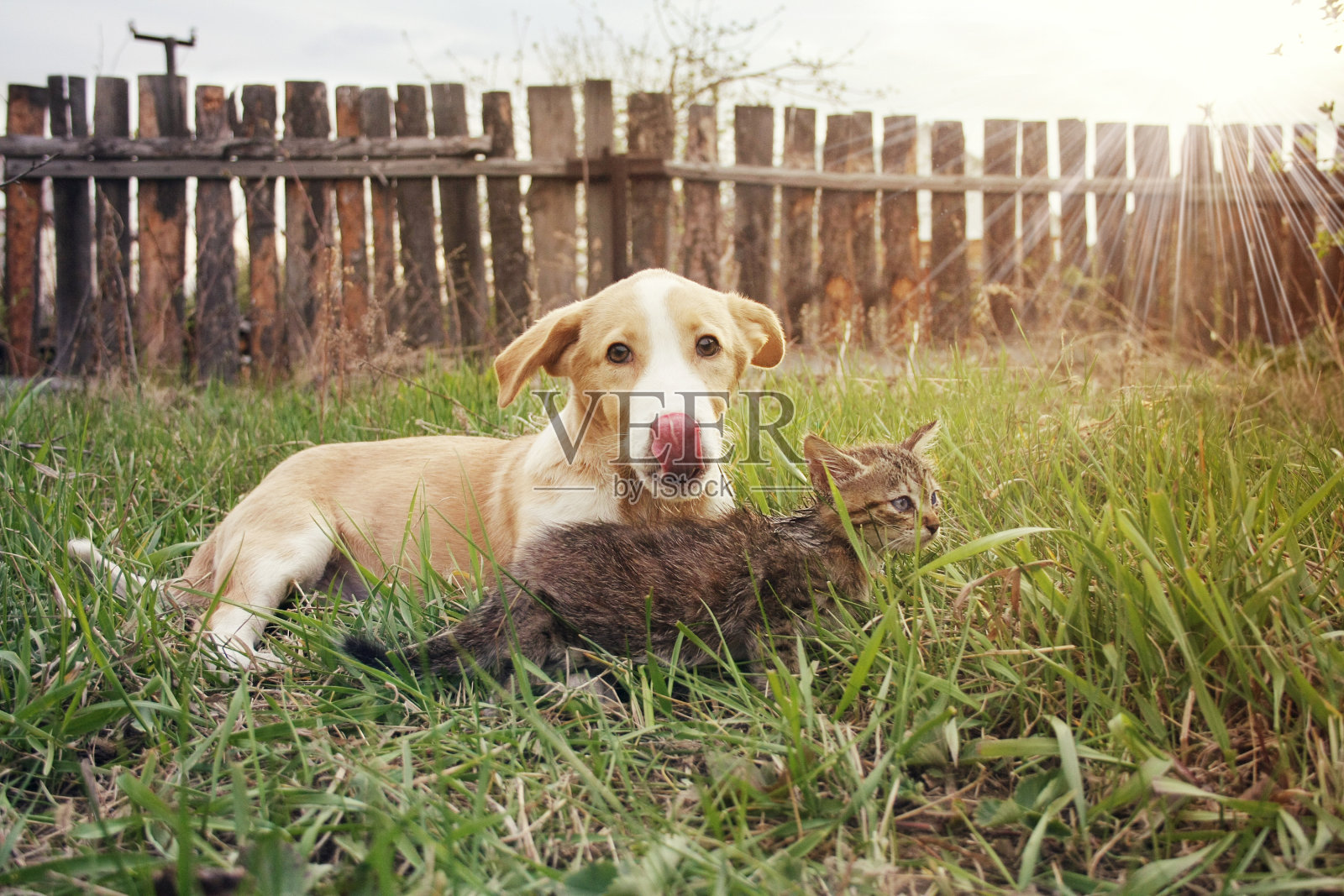 狗和猫躺在草地上照片摄影图片